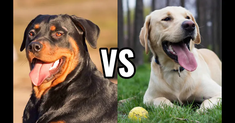 Labrador Retriever vs. Rottweiler
