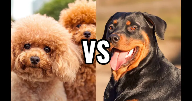 Poodle (Miniature or Standard) vs. Rottweiler