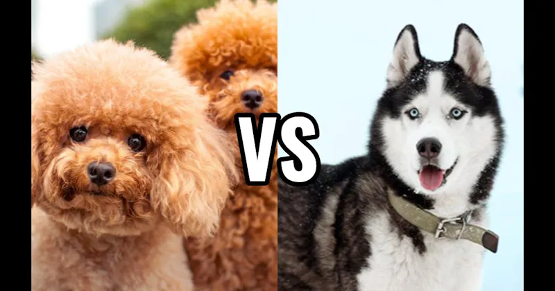 Poodle (Miniature or Standard) vs. Siberian Husky