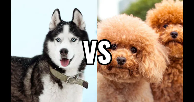 Poodle (Miniature or Standard) vs. Siberian Husky