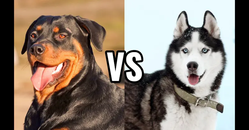Rottweiler vs. Siberian Husky