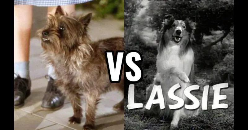 Lassie (Lassie) vs. Toto (The Wizard of Oz)