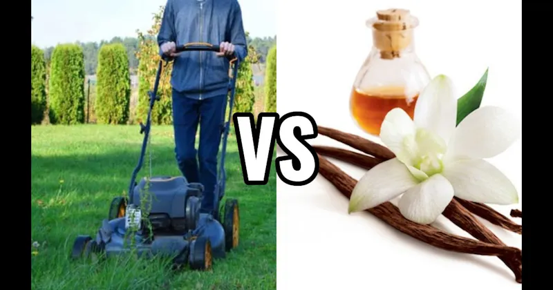 Freshly Cut Grass vs. Vanilla
