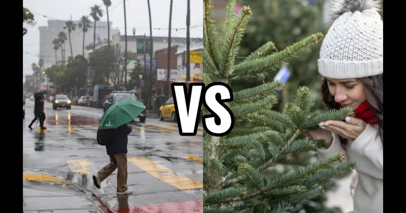 Pine / Christmas Tree vs. Rain on Dry Pavement