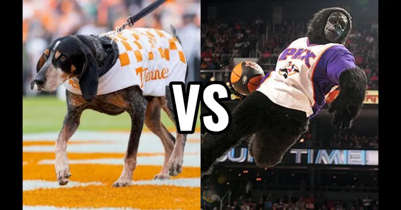 Smokey (Tennessee Volunteers) vs. The Suns Gorilla (Phoenix Suns)