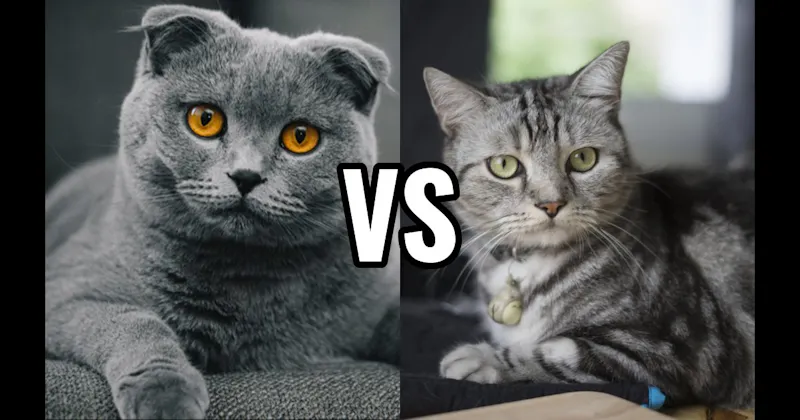 American Shorthair vs. Scottish Fold