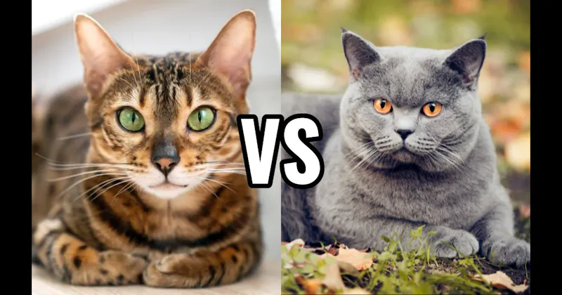 Bengal vs. British Shorthair