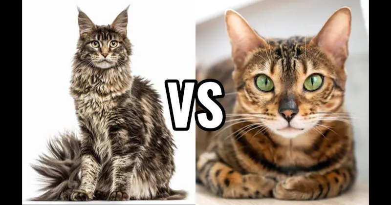 Bengal vs. Maine Coon