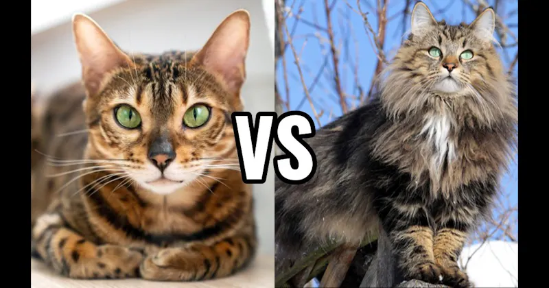 Bengal vs. Norwegian Forest Cat