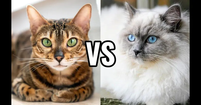 Bengal vs. Ragdoll