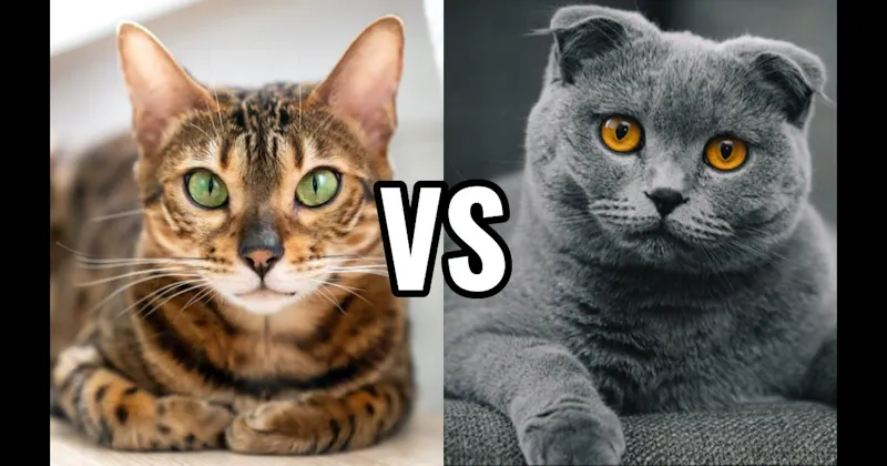 Bengal vs. Scottish Fold