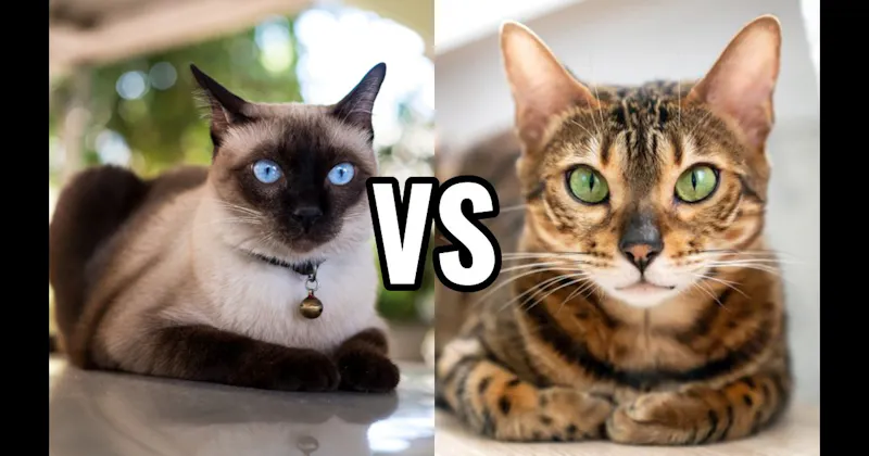 Bengal vs. Siamese