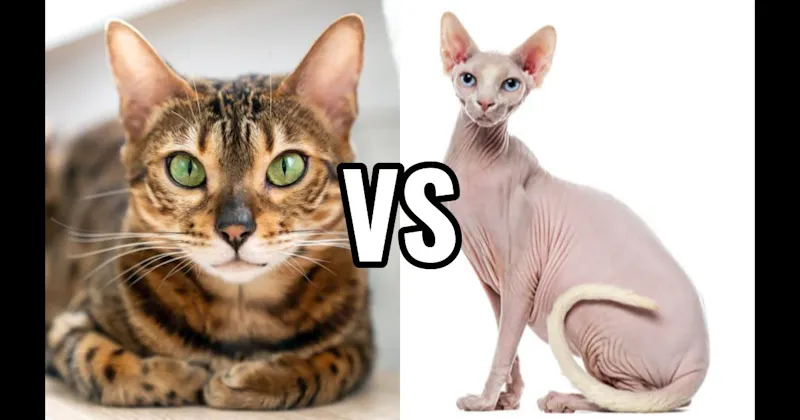 Bengal vs. Sphynx