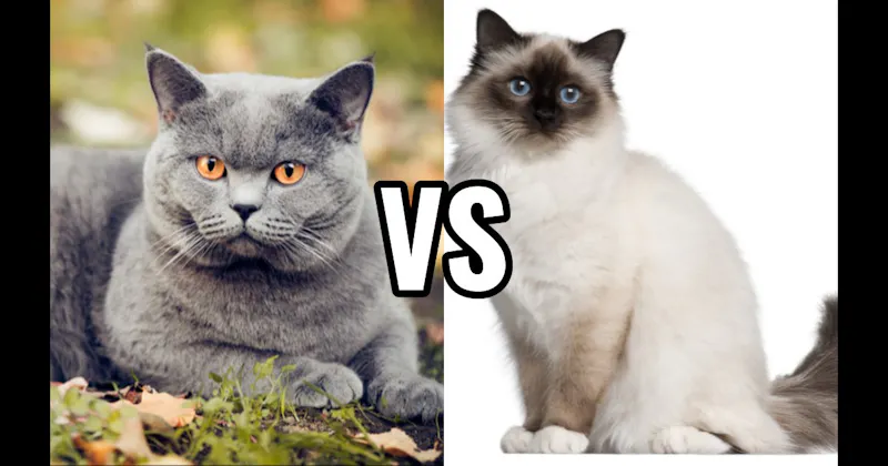 Birman vs. British Shorthair
