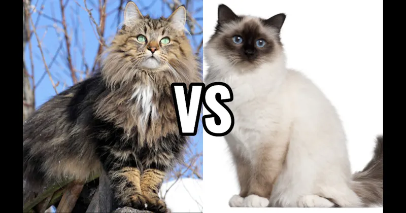 Birman vs. Norwegian Forest Cat