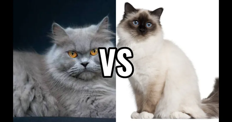 Birman vs. Persian