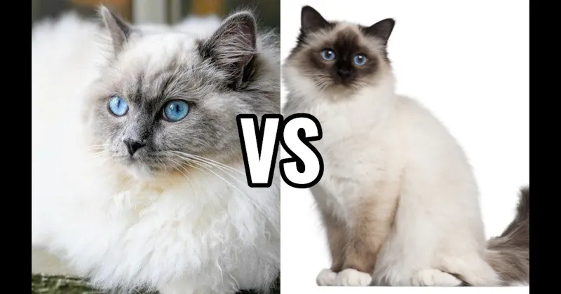 Birman vs. Ragdoll