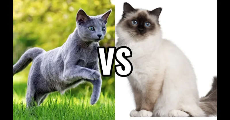 Birman vs. Russian Blue