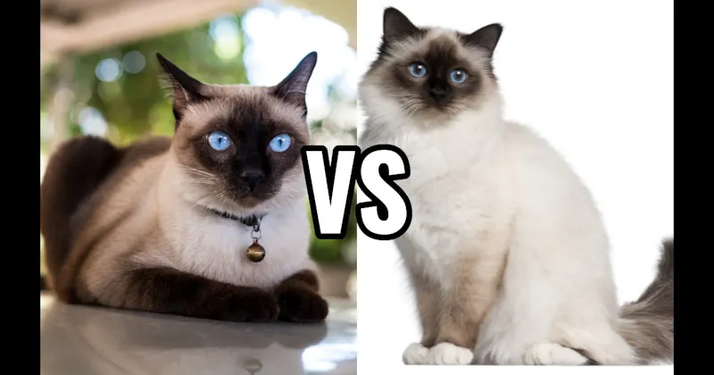 Birman vs. Siamese