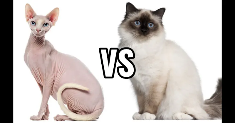 Birman vs. Sphynx