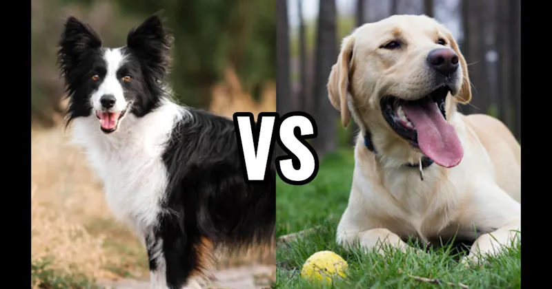 Border Collie vs. Labrador Retriever