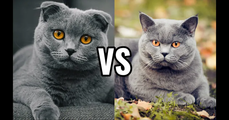 British Shorthair vs. Scottish Fold