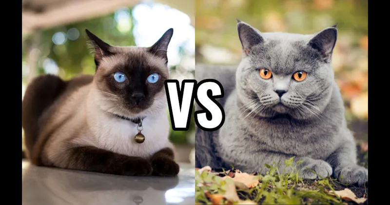 British Shorthair vs. Siamese