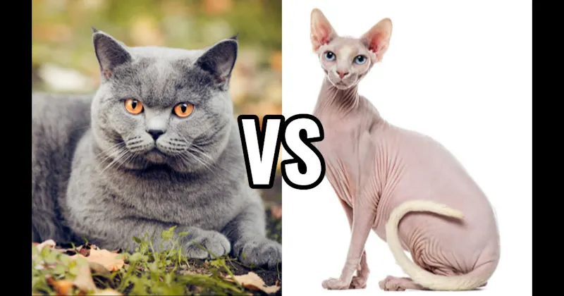 British Shorthair vs. Sphynx