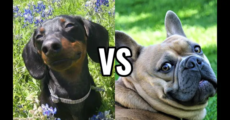 Dachshund vs. French Bulldog