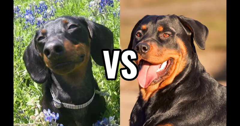 Dachshund vs. Rottweiler