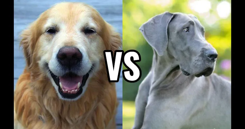 Golden Retriever vs. Great Dane