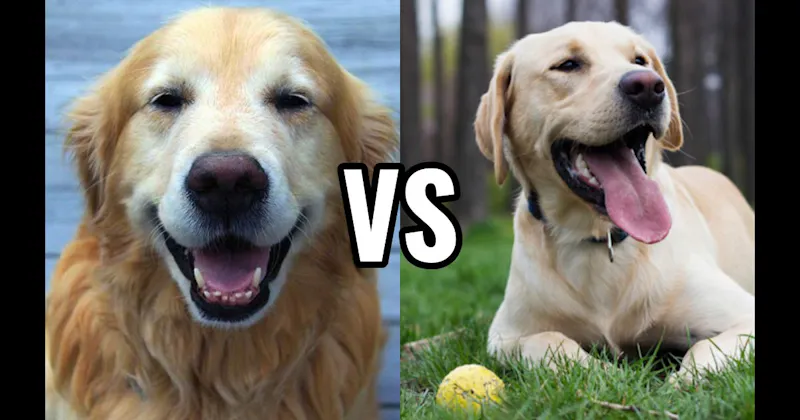 Golden Retriever vs. Labrador Retriever