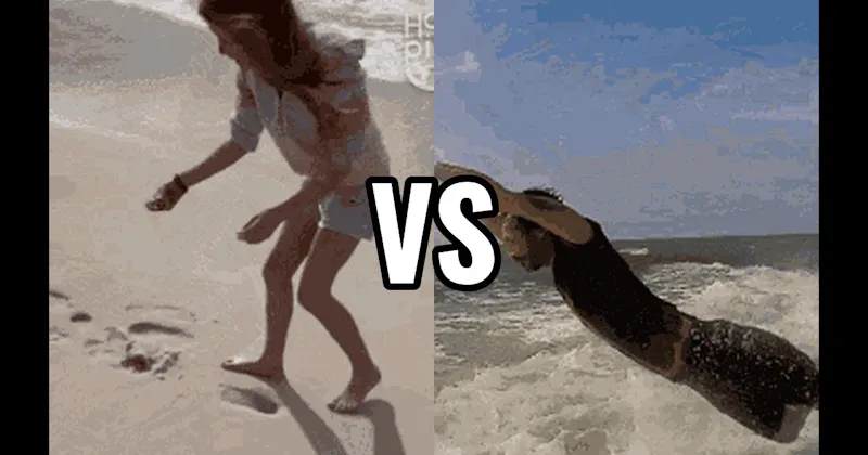 Hunt for Seashells vs. Jump Waves