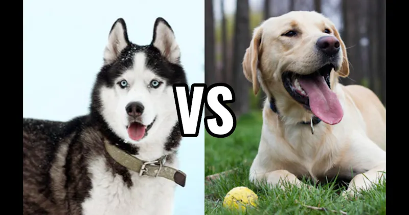 Labrador Retriever vs. Siberian Husky