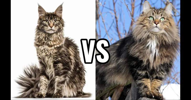 Maine Coon vs. Norwegian Forest Cat