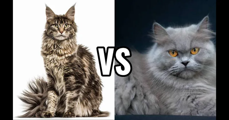 Maine Coon vs. Persian