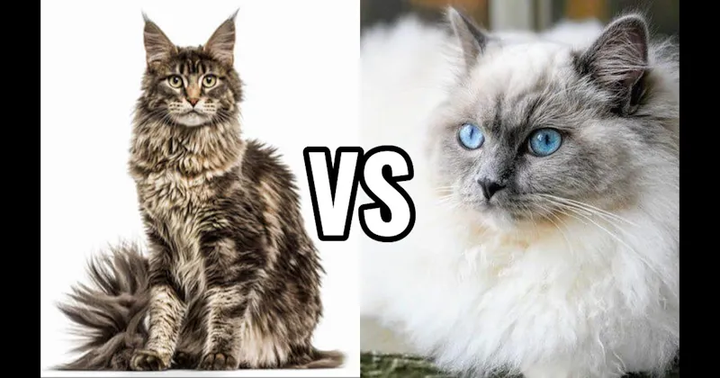 Maine Coon vs. Ragdoll