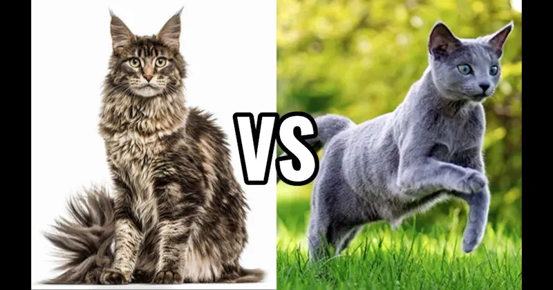 Maine Coon vs. Russian Blue