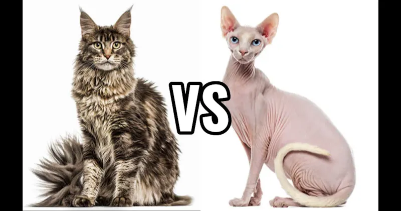 Maine Coon vs. Sphynx