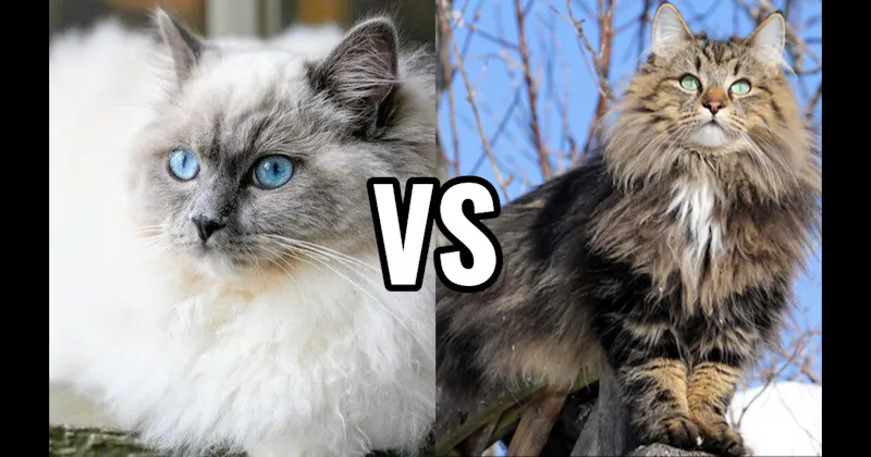 Norwegian Forest Cat vs. Ragdoll