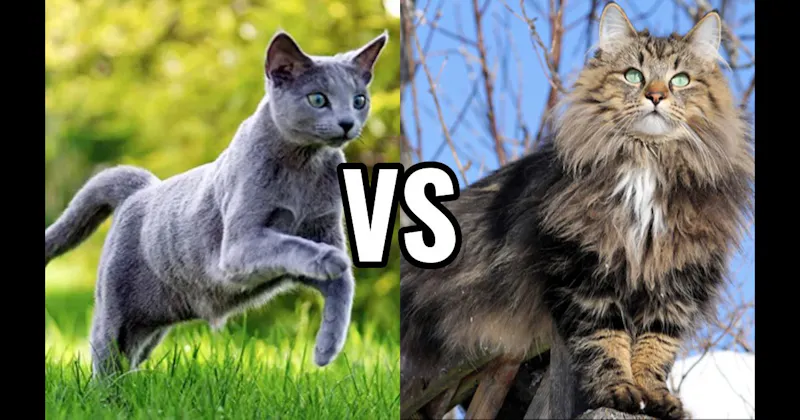 Norwegian Forest Cat vs. Russian Blue