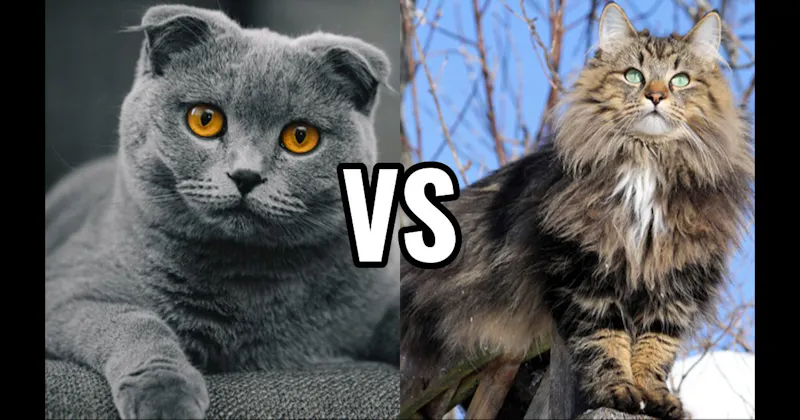 Norwegian Forest Cat vs. Scottish Fold