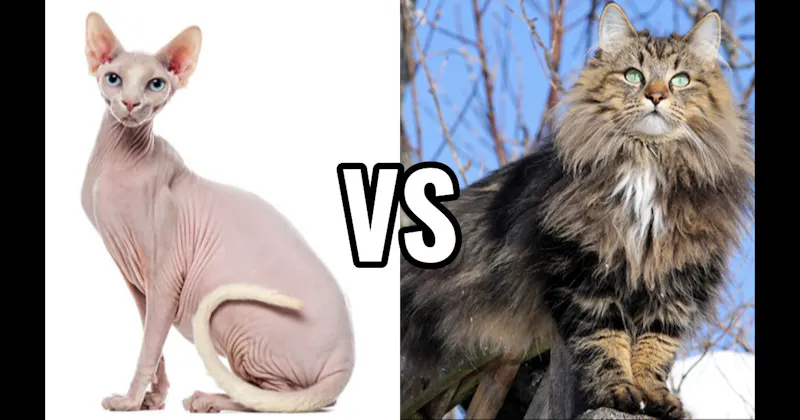 Norwegian Forest Cat vs. Sphynx