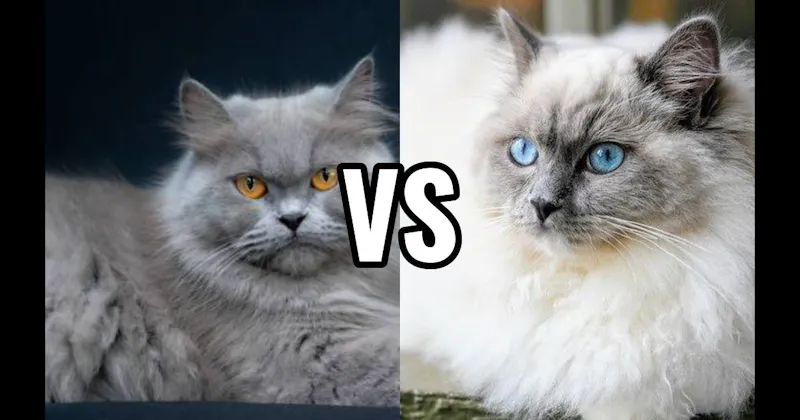Persian vs. Ragdoll