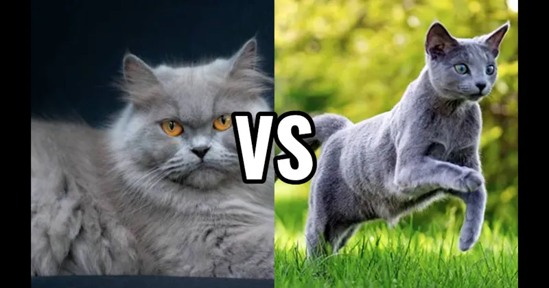 Persian vs. Russian Blue