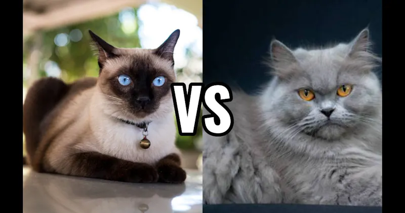 Persian vs. Siamese