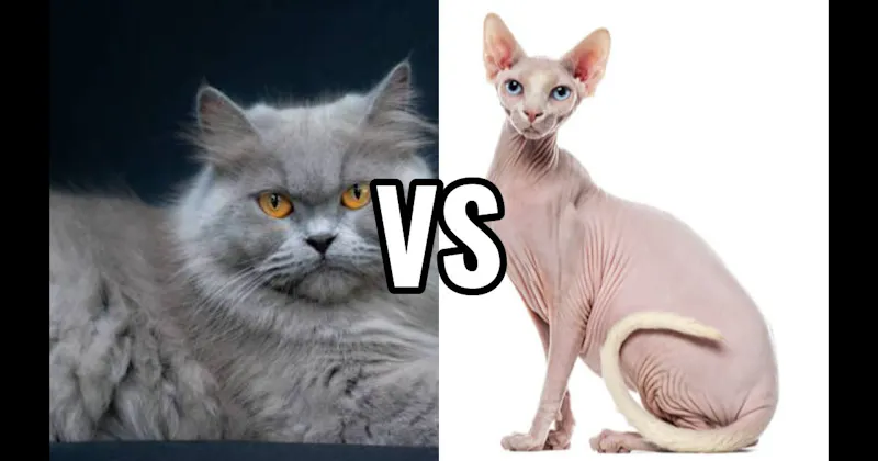 Persian vs. Sphynx