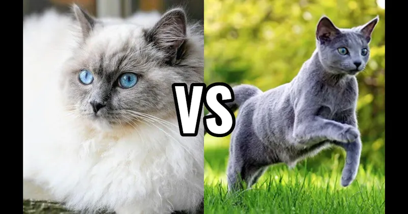 Ragdoll vs. Russian Blue