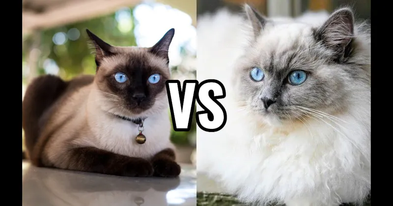 Ragdoll vs. Siamese