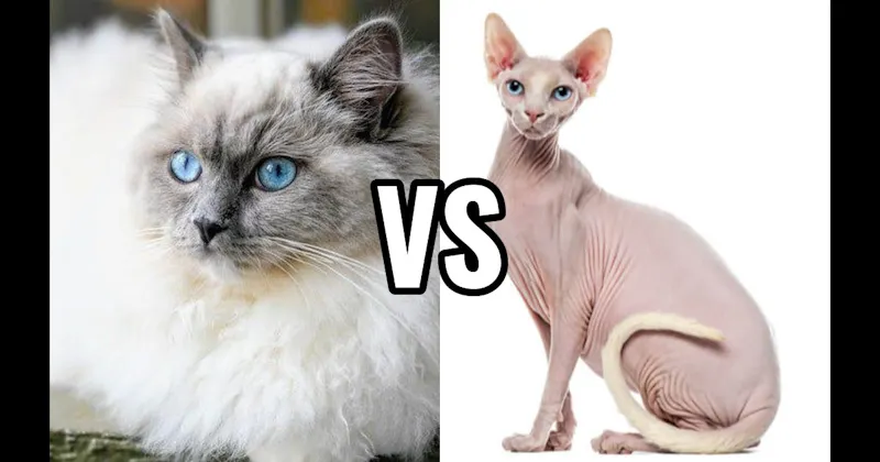 Ragdoll vs. Sphynx
